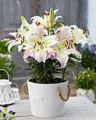 Lilium 'Bamako'