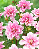 Dahlia Pink Perception ™