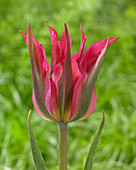 Tulipa 'Red Dance'