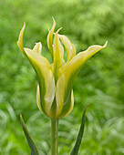 Tulipa 'Green Dance'