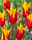 Tulipa 'Fire Wings'