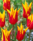 Tulipa Fire Wings