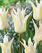 Tulipa 'Tres Chic'