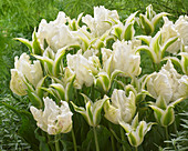 Tulipa 'Greenstar', 'White Parrot'