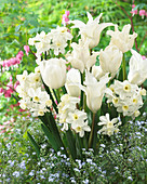 Weisse Tulpen und Narzissen gemischt