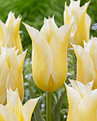 Tulipa 'Budlight'