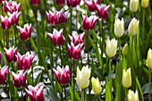 Tulipa 'Claudia', 'White Triumphator'