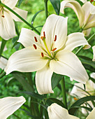 Lilium 'Pearl White'