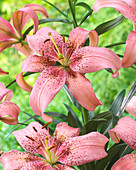 Lilium Morpho Pink