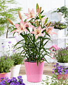 Lilium 'Happy Spring'