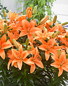 Orangefarbene Lilien