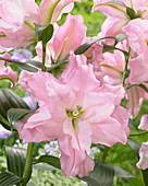 Lilium 'Roselily Bakkera'