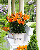 Lilium 'Brilliant Joy'