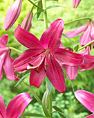 Lilium 'P412'