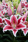 Lilium 'Star Romance'