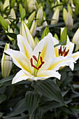 Lilium 'Golden Romance'