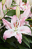 Lilium 'Virtuoso'