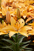 Lilium 'Apricot Joy'