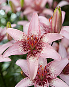 Lilium Pink Pixels