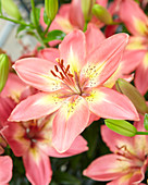 Lilium Arsenal