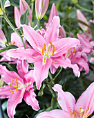 Lilium 'Monferrato'