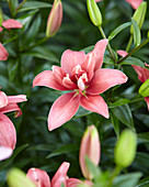 Lilium 'Little Kiss'