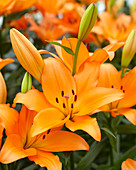 Lilium Amiga