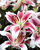 Lilium 'Candy Club'