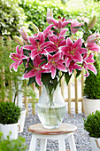 Lilium Pink Zsar