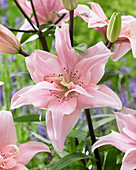 Lilium Elodie