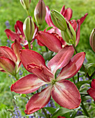 Lilium 'Double Sensation'