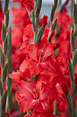 Gladiolus 'Berlioz' ®