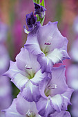 Gladiolus 'Elgar' ®