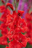 Gladiolus 'Dvorsjak' ®