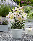 Lilium 'Bamako'