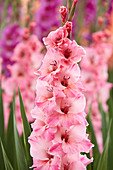 Gladiolus Bartok ®