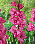 Gladiolus 'Kingston Ruffle'