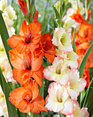 Orangefarbene und pastellige Gladiolen