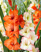 Gladiolus combination