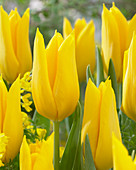 Tulipa 'Kim de Boer'