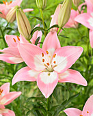 Lilium 'Njoyz'