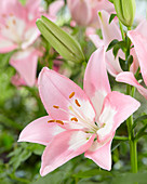 Lilium 'Njoyz'