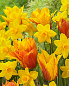 Narcissus Sweetness, Tulipa Vendeeglobe