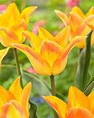 Tulipa Moonblush