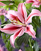 Lilium 'Jaybird'