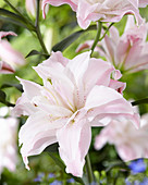 Lilium 'P370'