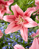 Lilium 'Child in Time'