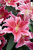 Lilium 2003-585 Endeavour