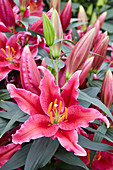 Lilium Amazing Grace