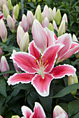 Lilium 'Lampone'